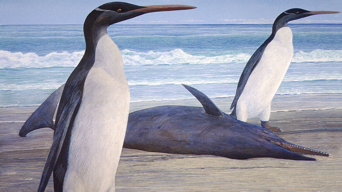 Οι πιγκουίνοι της προϊστορικής περιόδου είχαν το μέγεθος ανθρώπου!